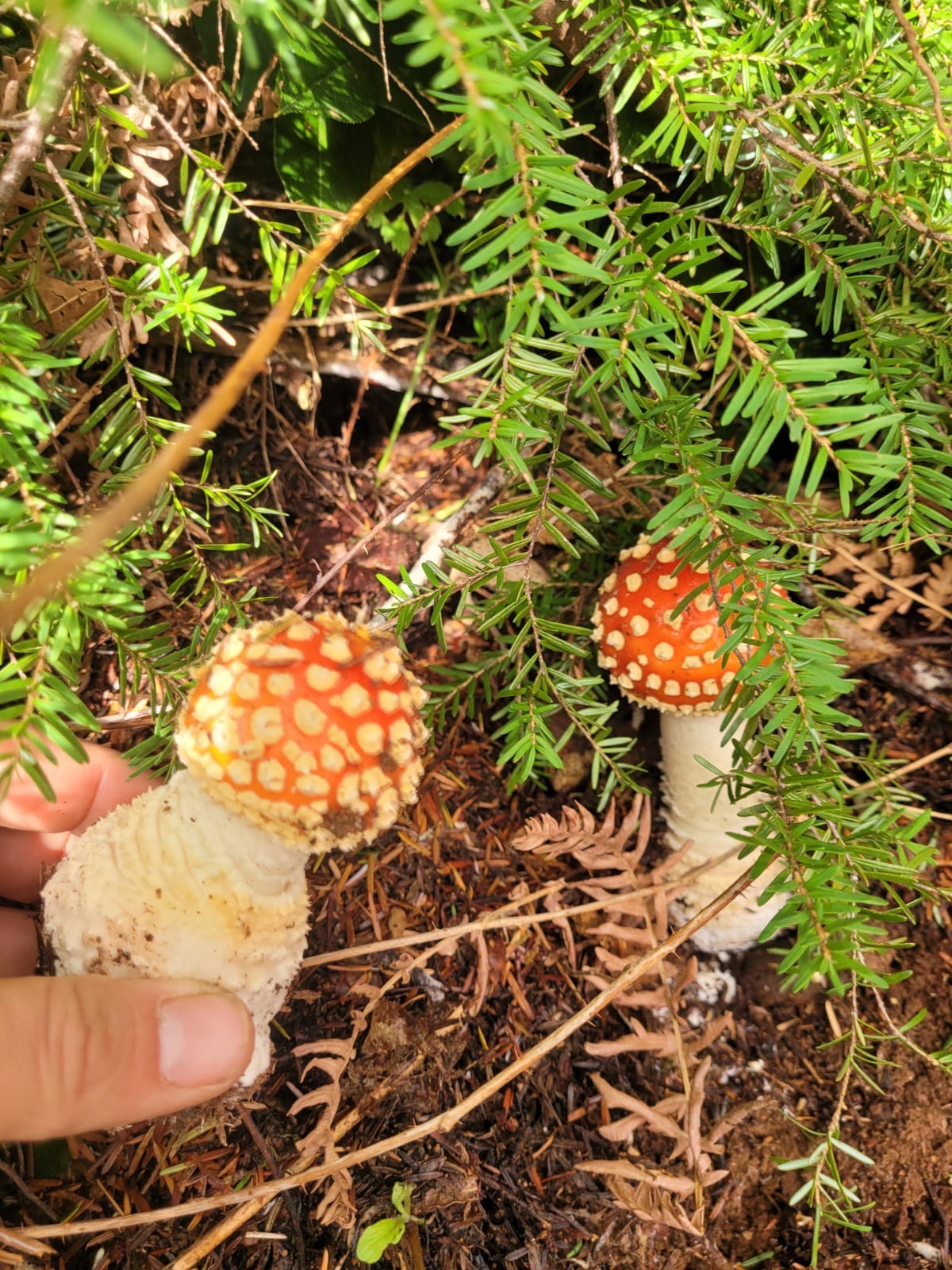 Reishi mushroom growing on branch