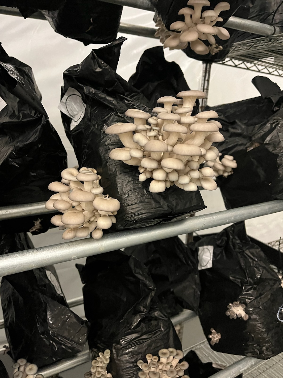 Mushrooms on cultivation racks