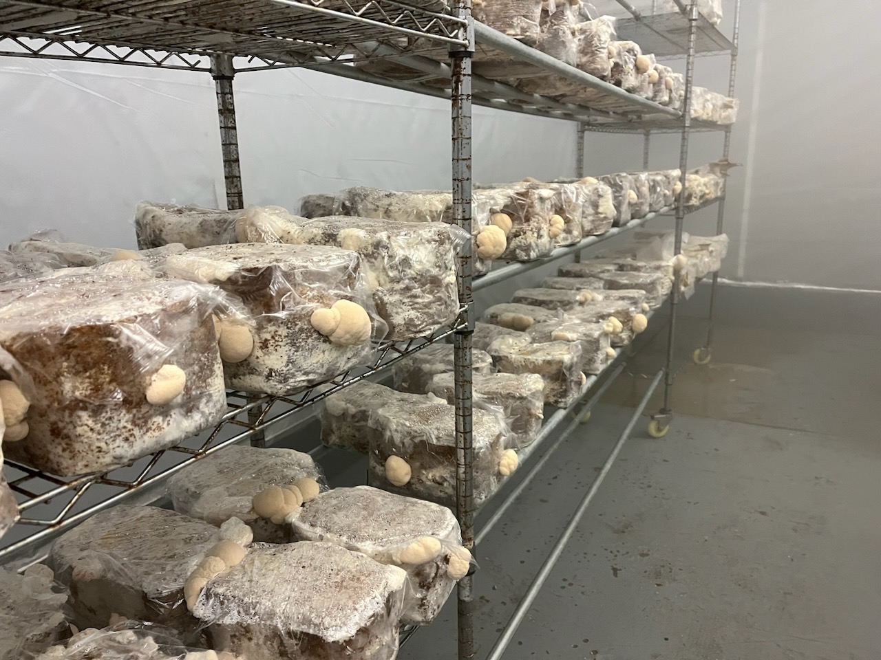 Mushroom grow bags on racks