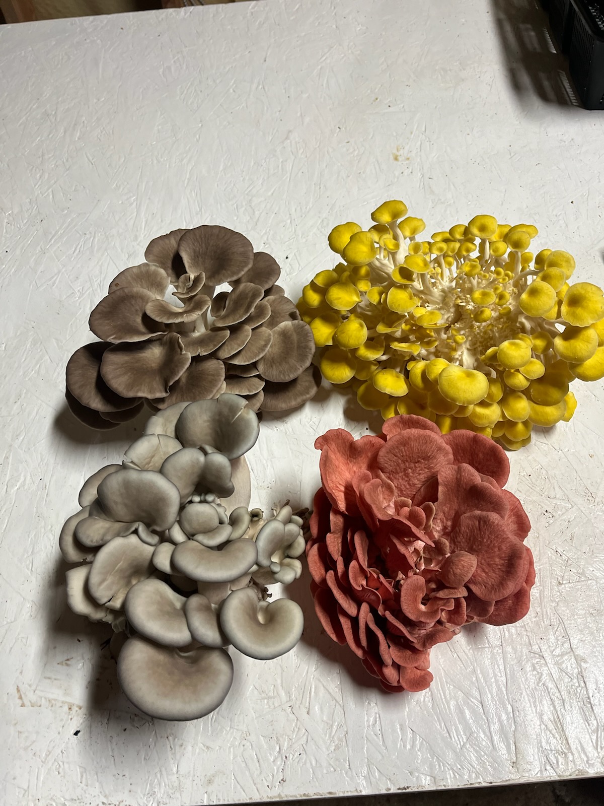 Mushrooms growing on substrate blocks