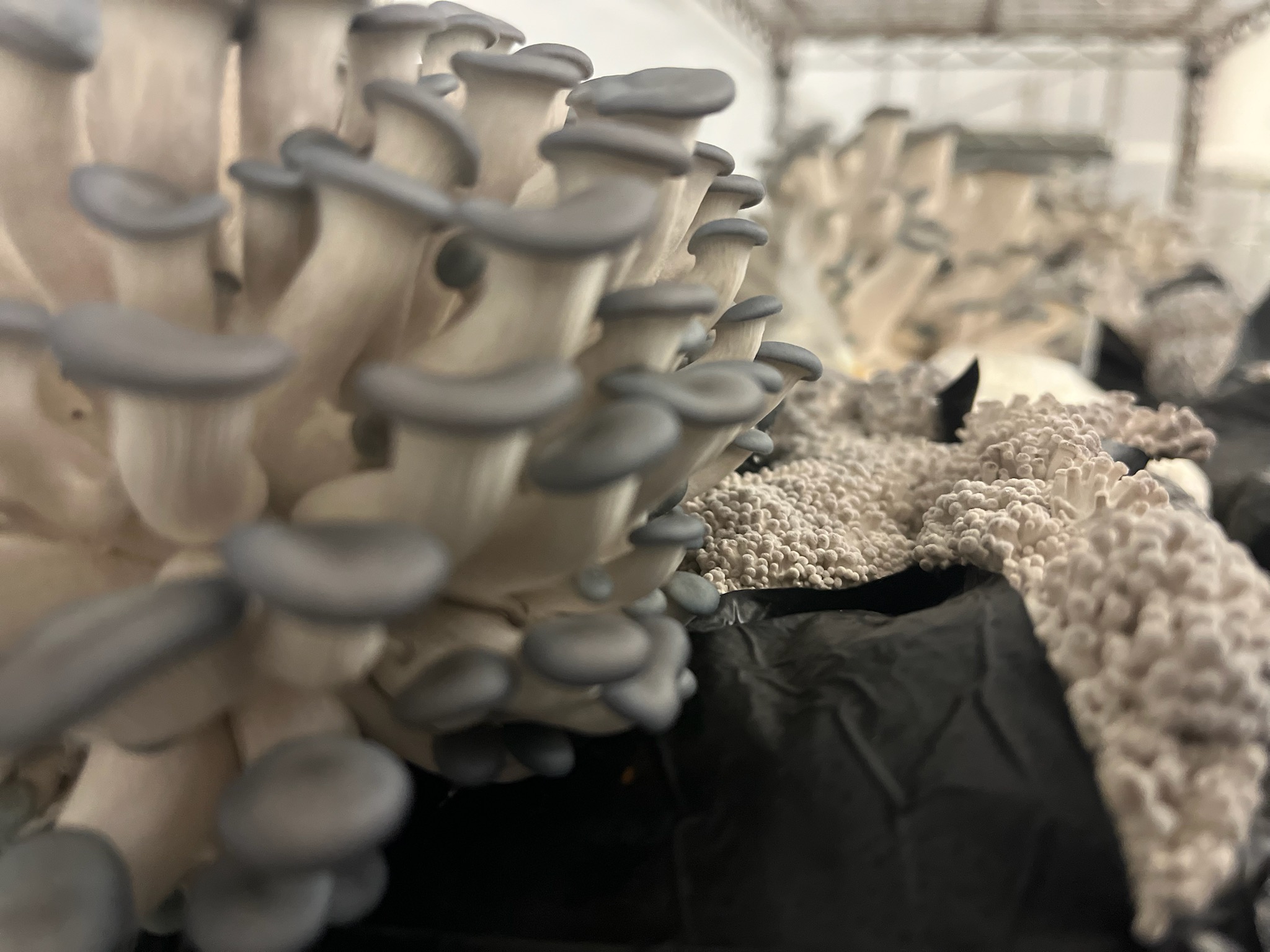 Close-up mushrooms growing in substrate